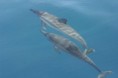 /album/fotogaleria/delfines-giles-douglas-jpg/