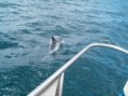 /album/fotogaleria/delfinesenestrecho-jpg/