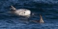 /album/fotogaleria/delfinyballena-mikebaird-jpg/